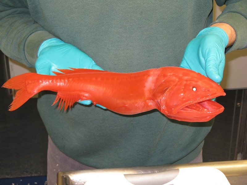 Серёга, это что такое? Я же просил лосося купить.