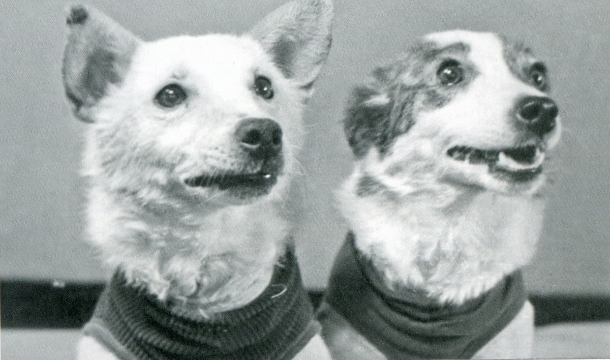 Белка и Стрелка. Источник фото: gmik.ru