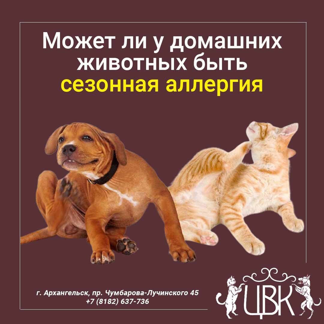 Может ли домашних питомцев беспокоить сезонная аллергия?