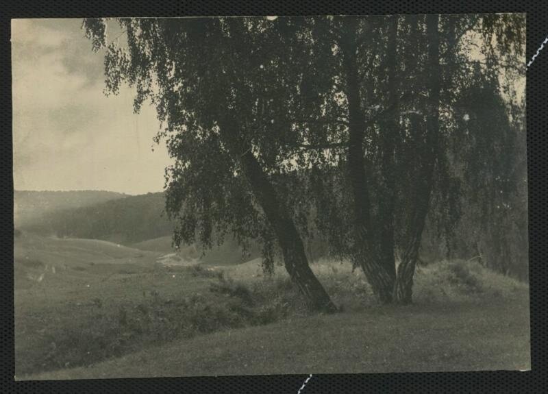 Николай Петров. Березы. 1907 год. Собрание Мультимедиа Арт Музея, Москва 