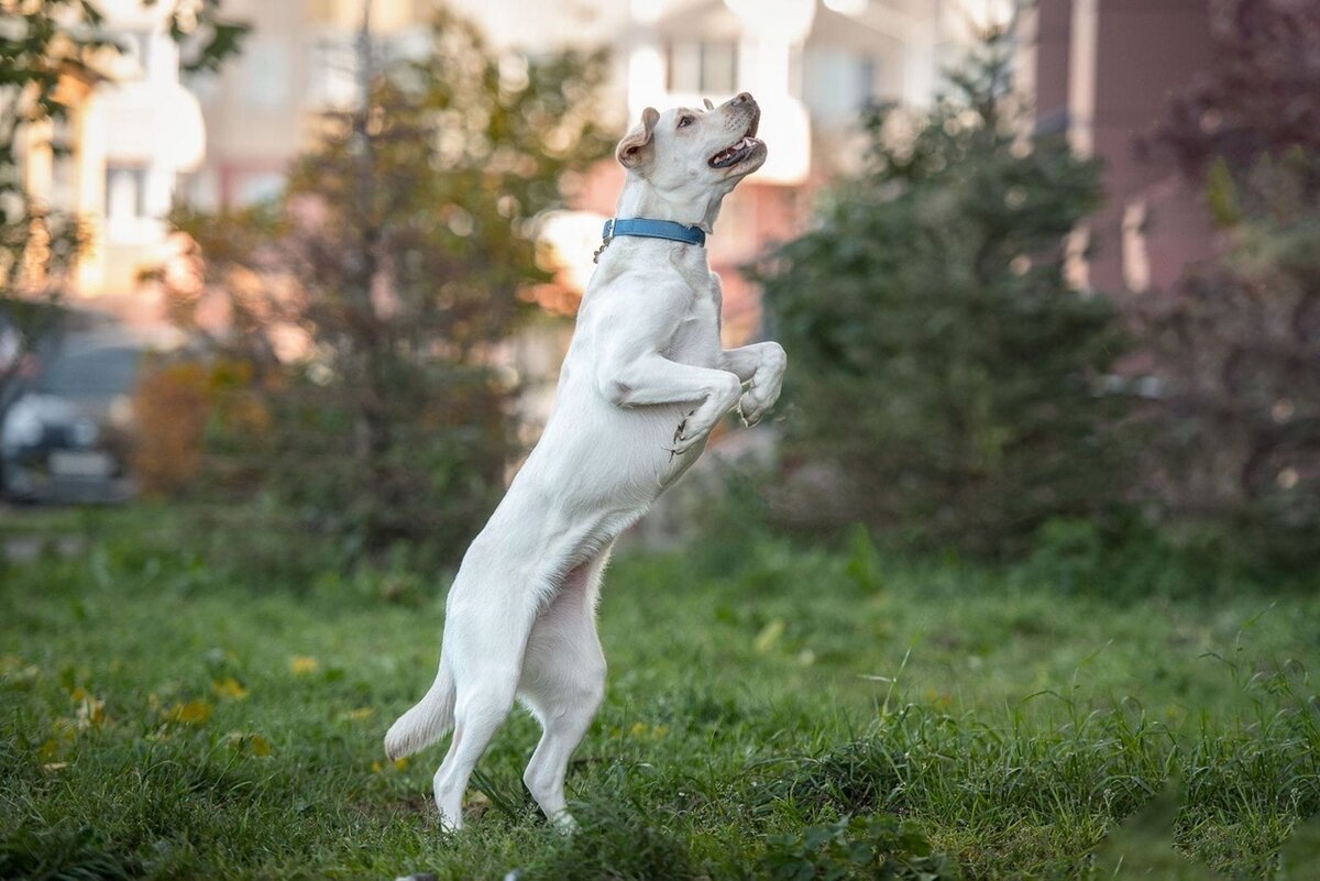 Породистые собаки в дар.Часть 20 | Ирина Дорн 🐶🐱 | Дзен