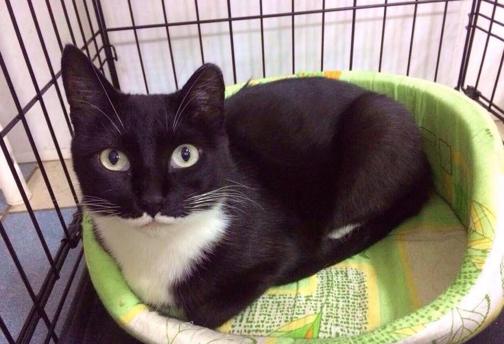 Кошка Ласточка. Фото: Приют «КотДетДом»