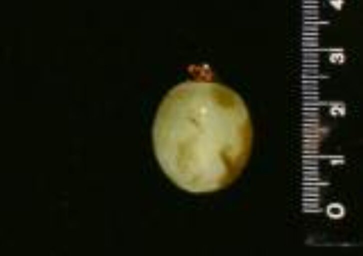 Ягода винограда Хекер