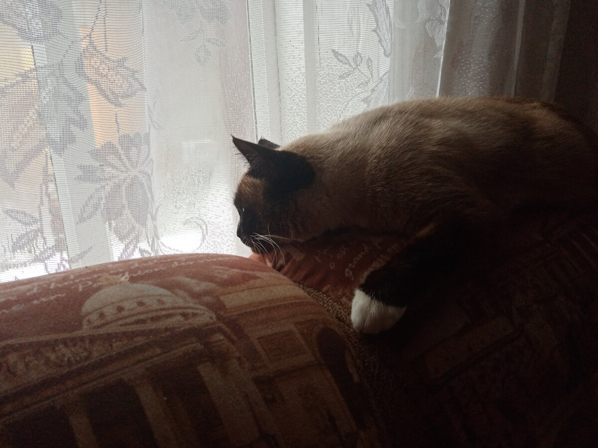 У Мальвуши каждый день выходной. Спит-отдыхает