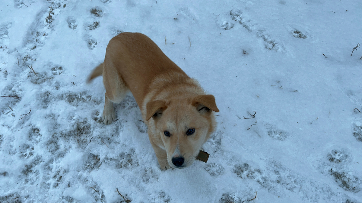 Бета, немного подросла, но все такой же неугомонный щенок.