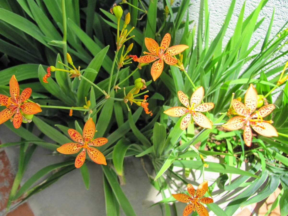 Беламканда посадка и уход в открытом грунте фото