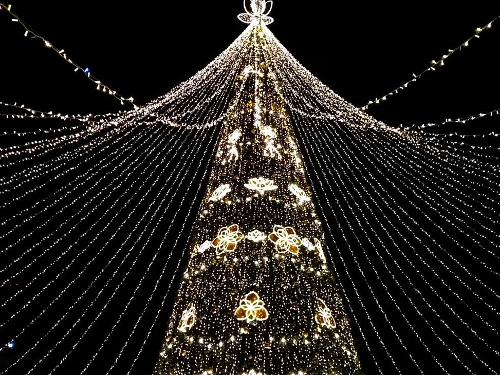 Ёлка-магнолия вечером. Листайте галерею