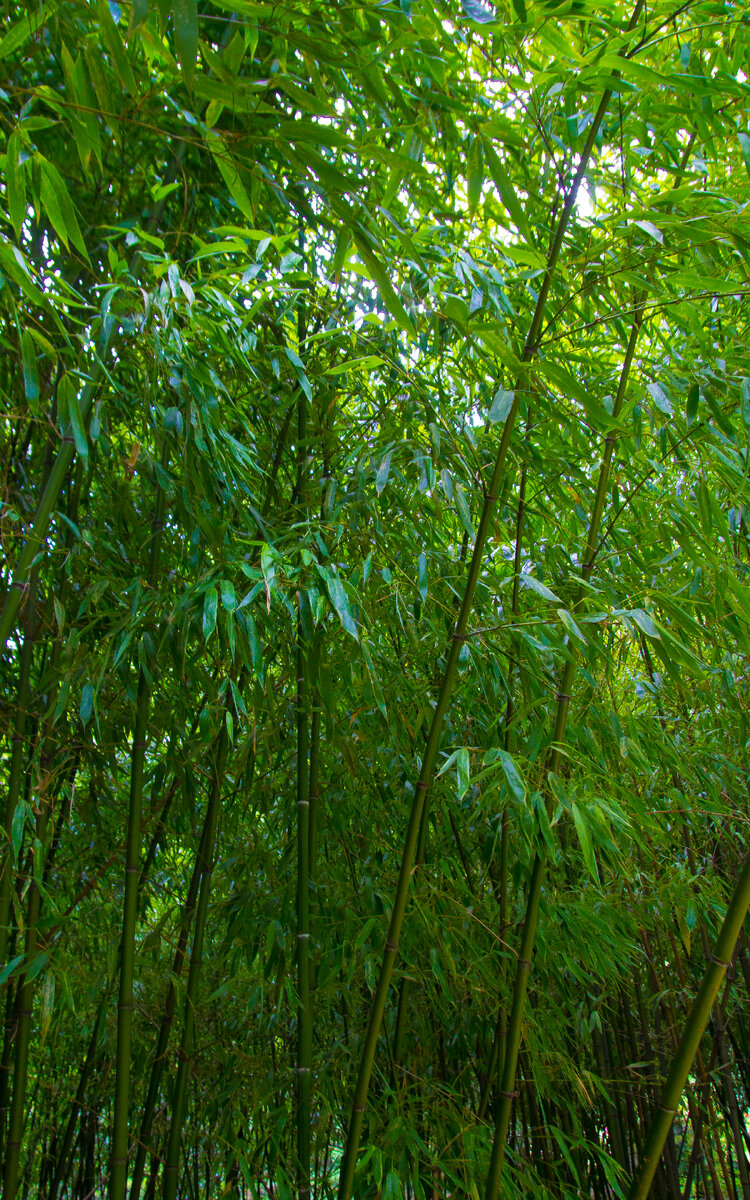 листоколосник