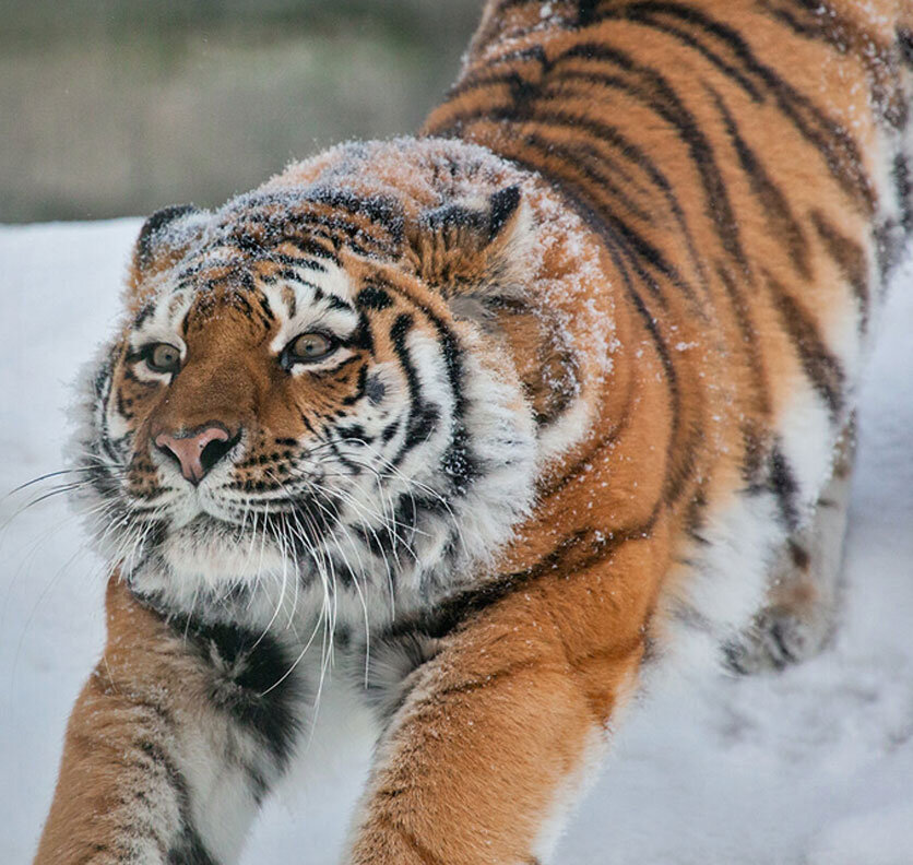 Амурский Тигр