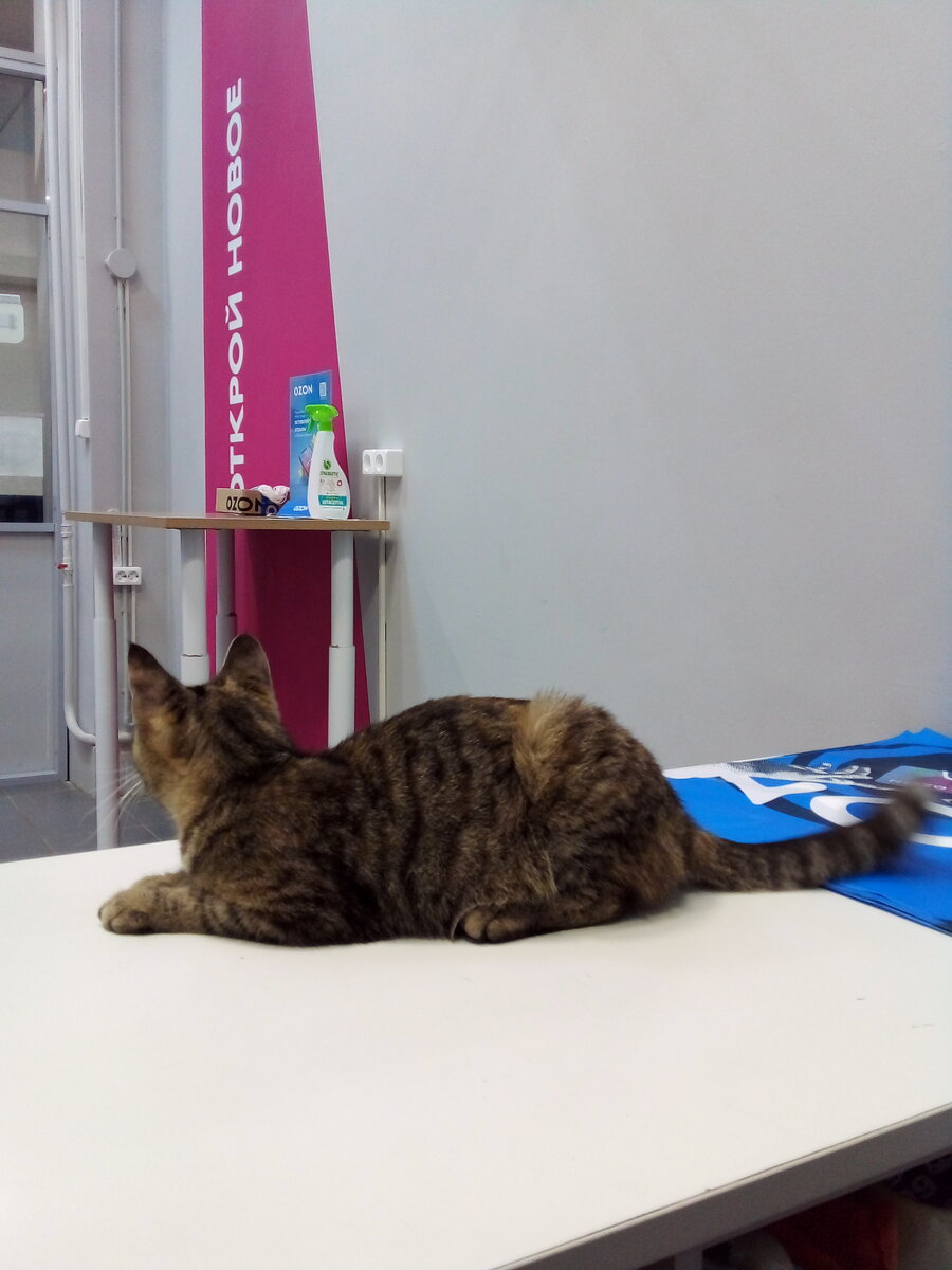 "На пять сек забей на работку, - погладь меня! Эй, человек, к тебе Машка пришла!"