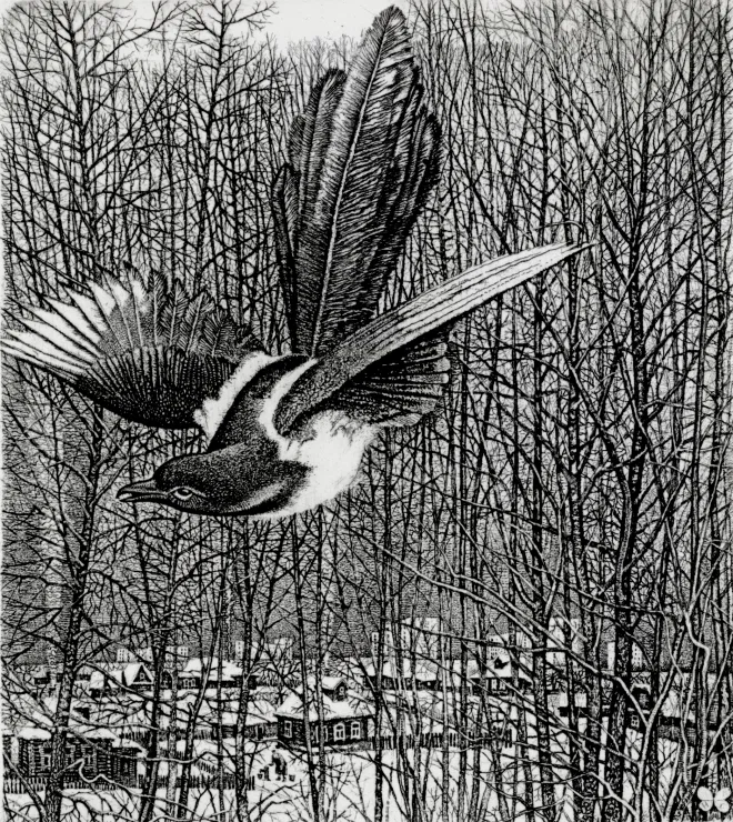 Станислав Никиреев. Сорока. 1981 г. Из серии "Птицы России" 9 x 10.5 см 