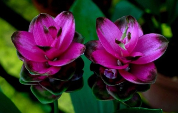 Цветущая куркума