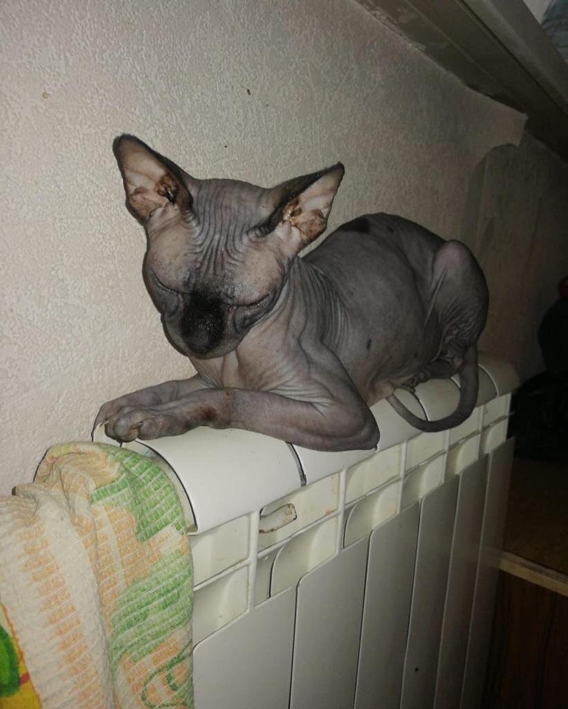 Вот такую я выкупила ее 