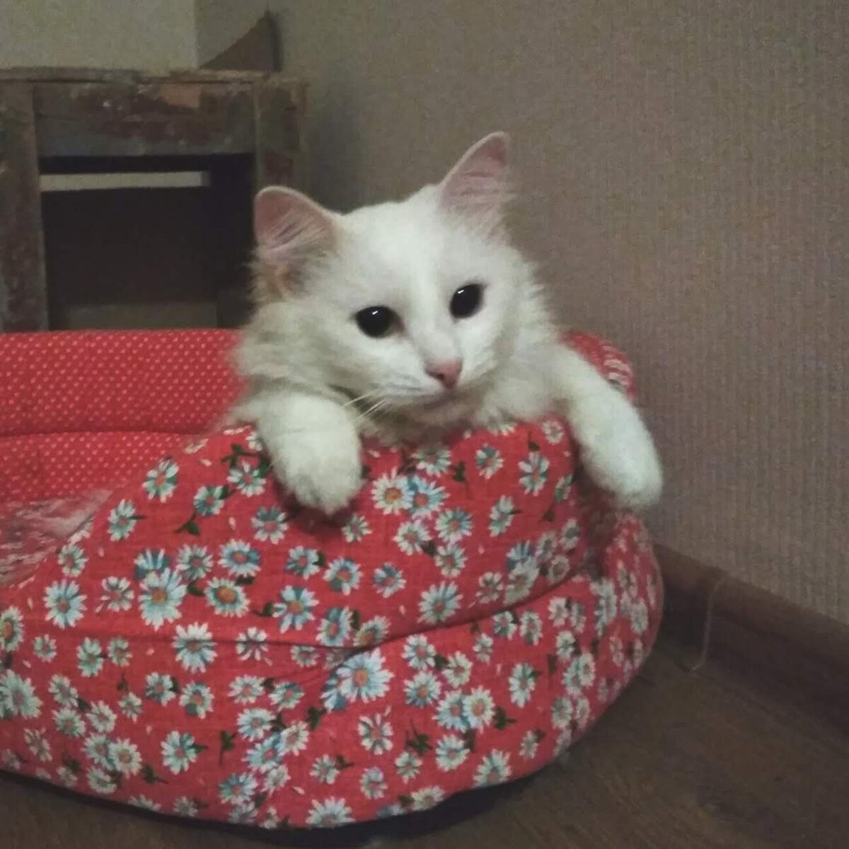 Муся, Мусичка