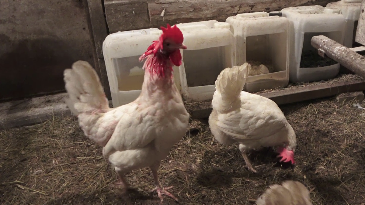 курица утром