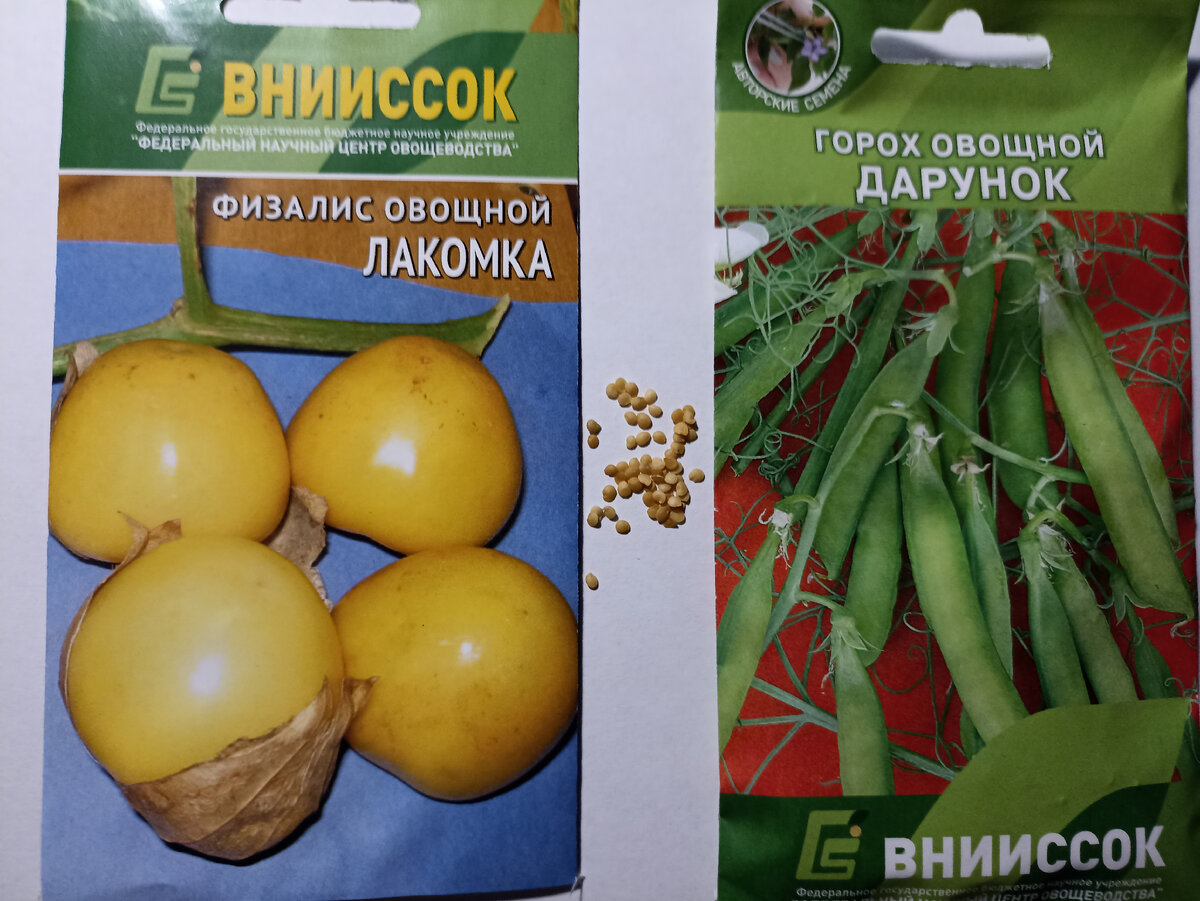 Семена для тестирования. Фото автора..