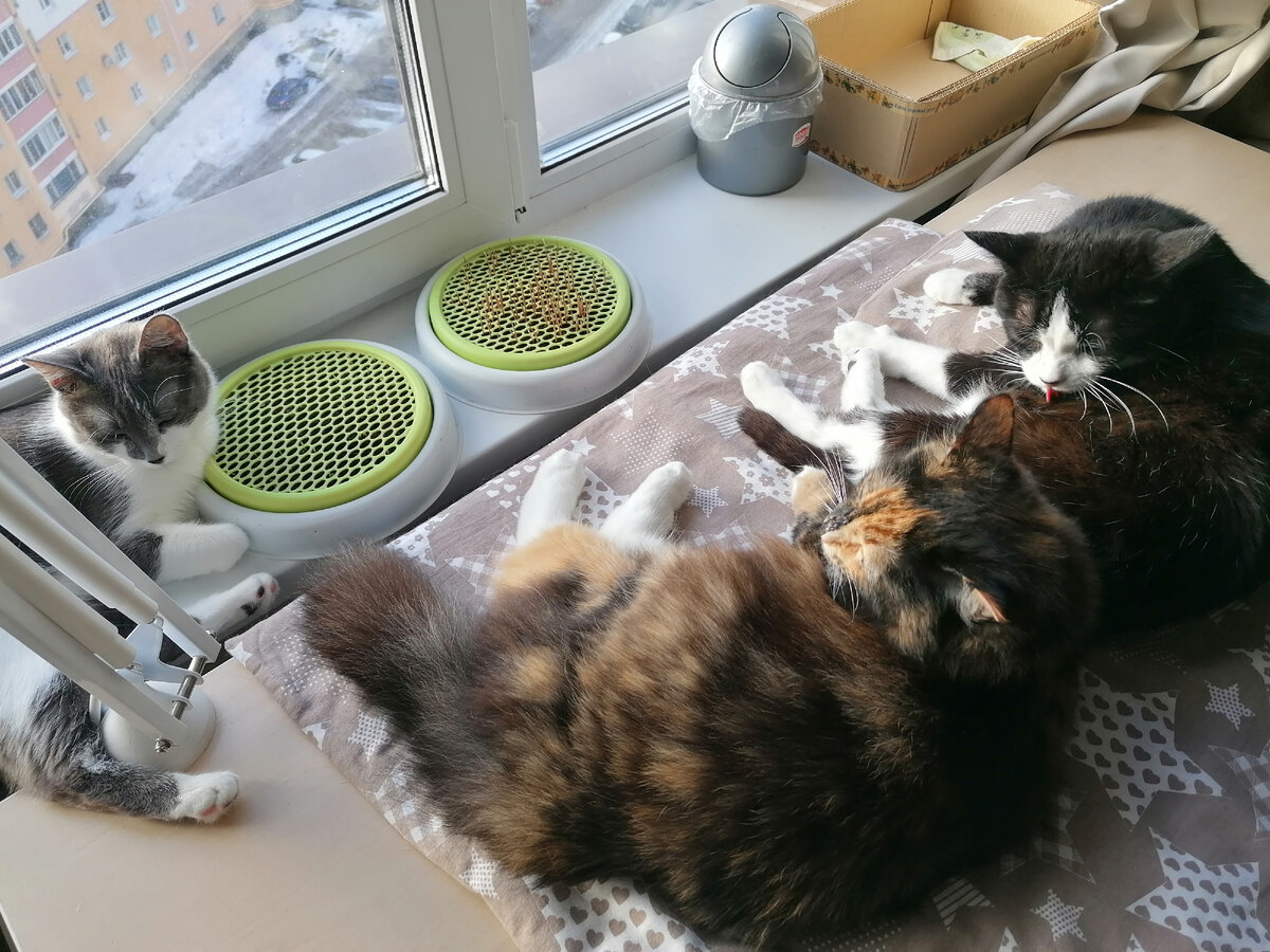 У ребят в правом садике рожь колосится, очень бодро взошла, в левом посеян овес - что-то тормозит, редкие всходы. Поэтому котаны пока обкусывают хлорофитум на кухне.