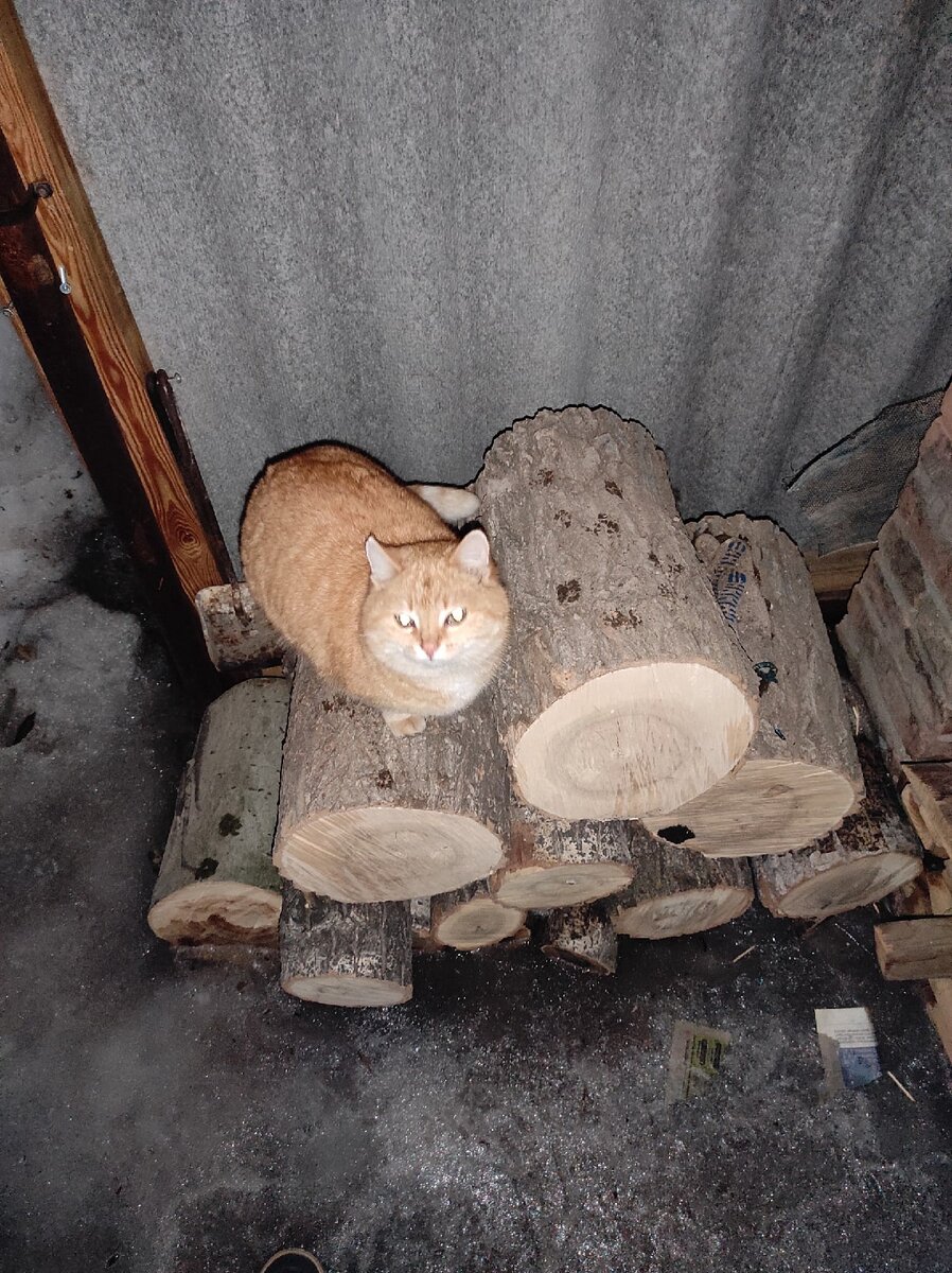 Кошка Маруся, которая перешла к нам под опеку вместе с купленным домом. Хозяева переезжали в другой регион и попросили заботиться - мы заботимся. Эта кошка - хозяйка дома и двора уже 10 лет. 