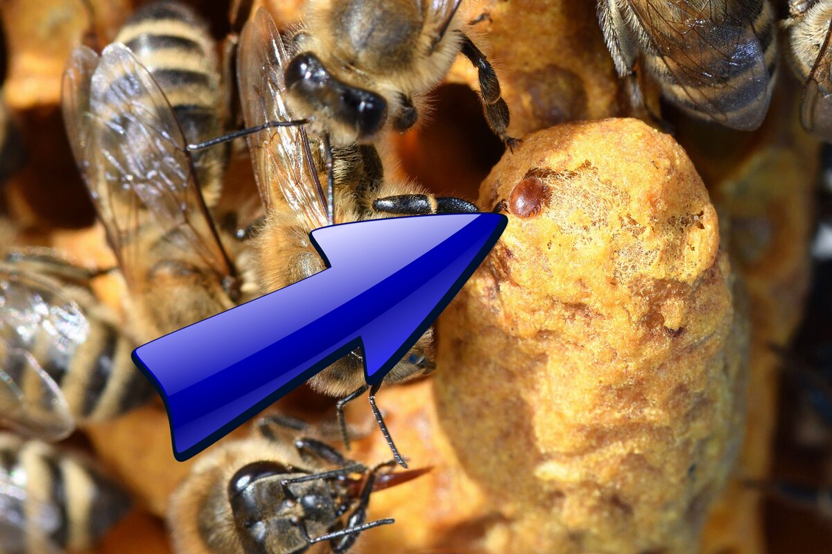 Муравьиная кислота против клеща Варроа