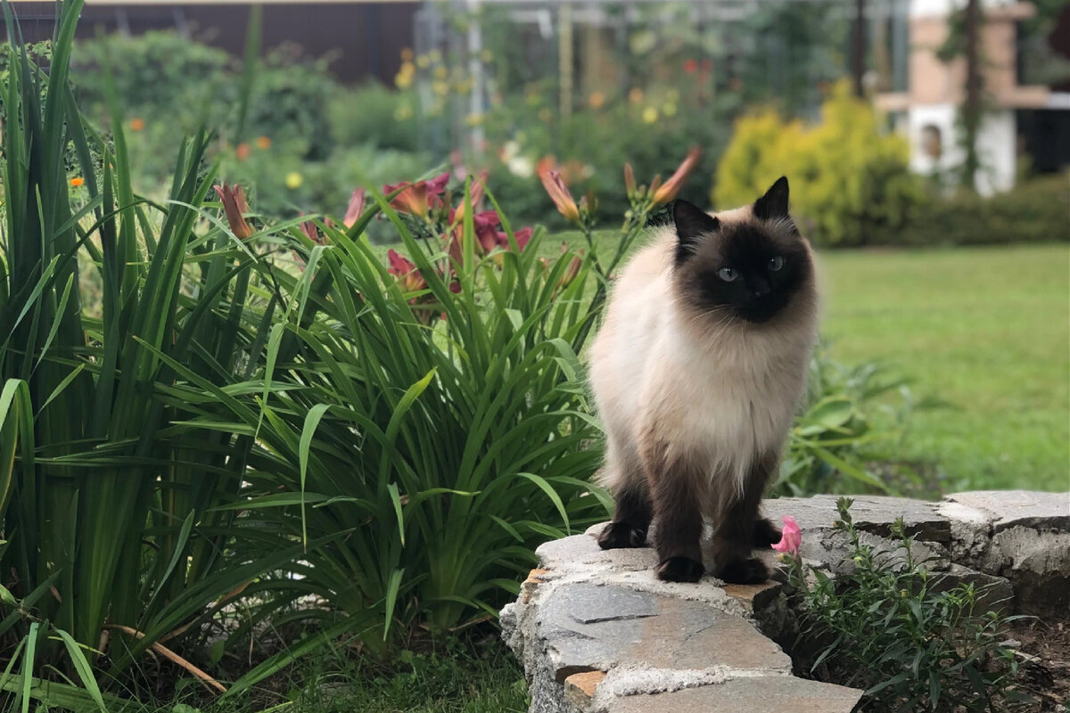 Фото: Эстетика сада