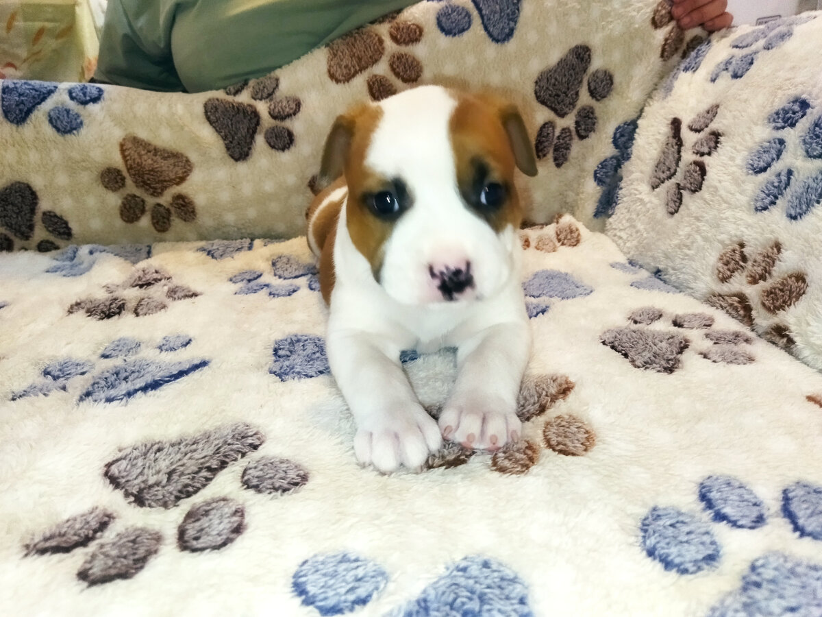 Мальчик Монарх. Пока выделяется деловитым характером, интересом к мячикам, и очень яркой внешностью. 