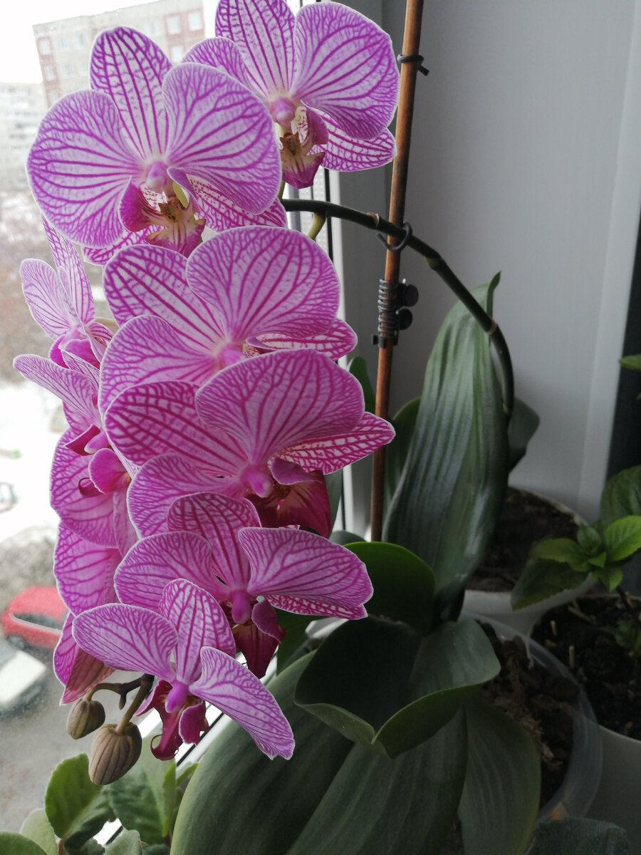 Моя красавица долгожительница. 