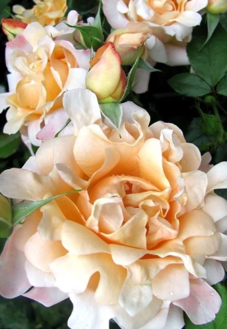 роза раффлс флорибунда раффлс дрим. роза раффлс дрим. роза кэнди раффлс. роза флорибунда ruffles dream. спаклин раффлс роза.