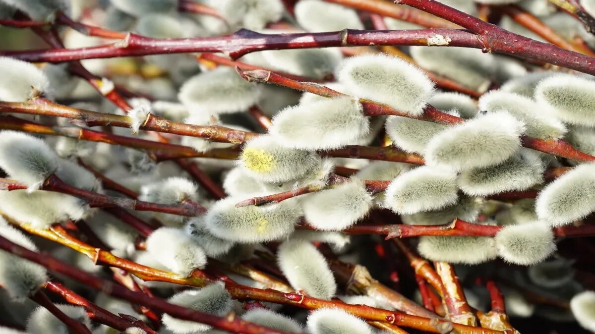 В эти дни важно заготовить вербу. Фото: Pxfuel.com