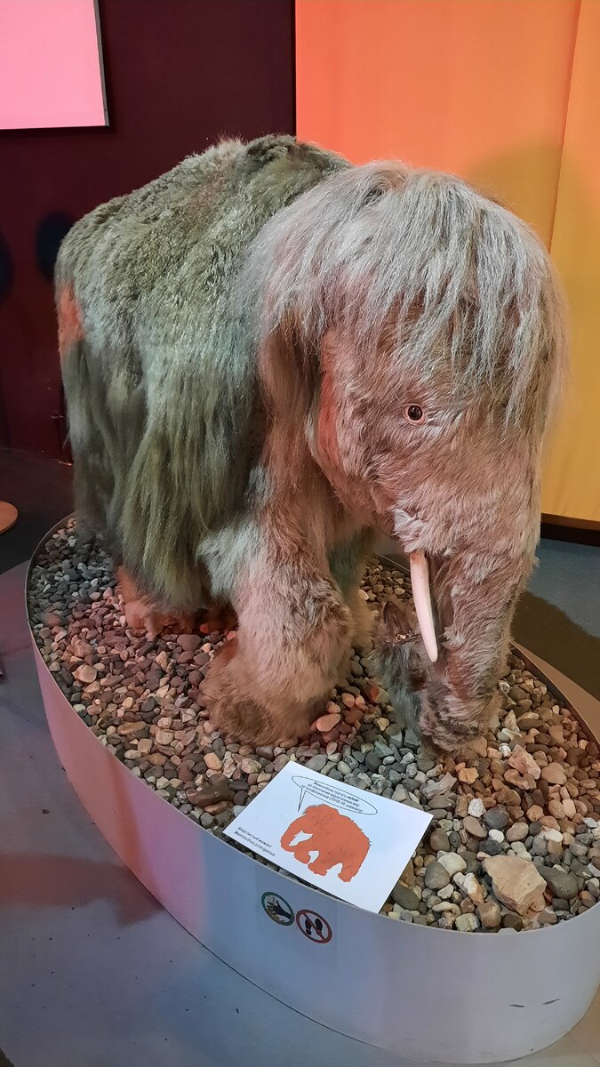 Чучело мамонтенка