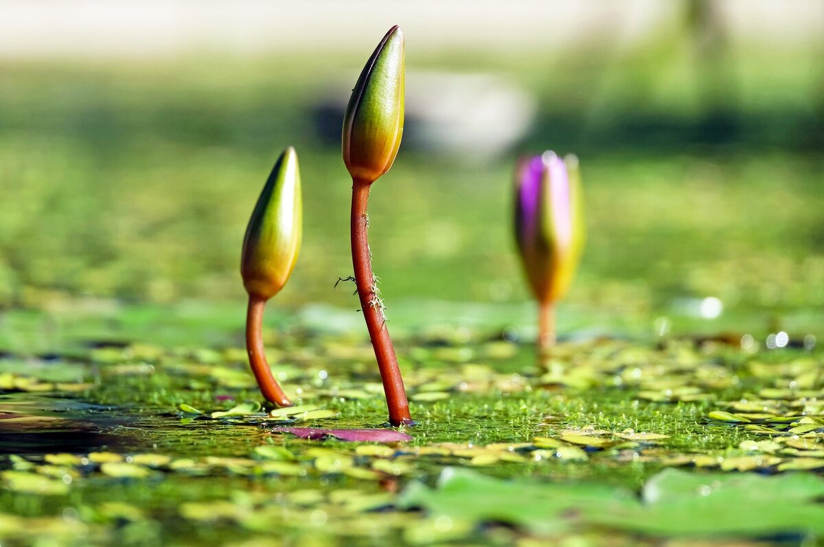 Three beautiful buds / Три красивых бутона. (Источник: Pexels).