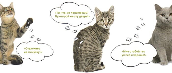 Источник фото https://infokotiki.ru/wp-content/
