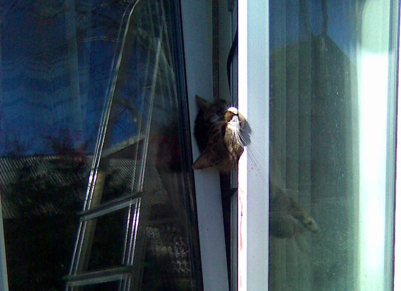 Кот застрял в окне. Кошка застряла в окне. Пластиковые окна и коты. Кот на пластиковом окне.
