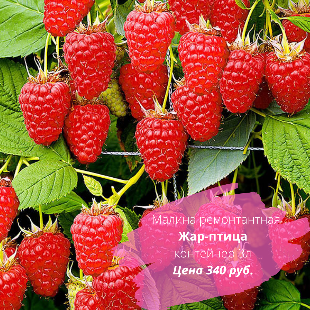 Преимущества и недостатки