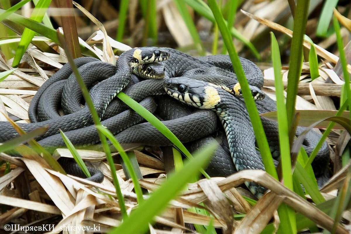 ОБЫКНОВЕННЫЕ  УЖИ