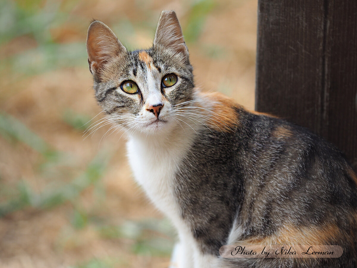 Фото автора