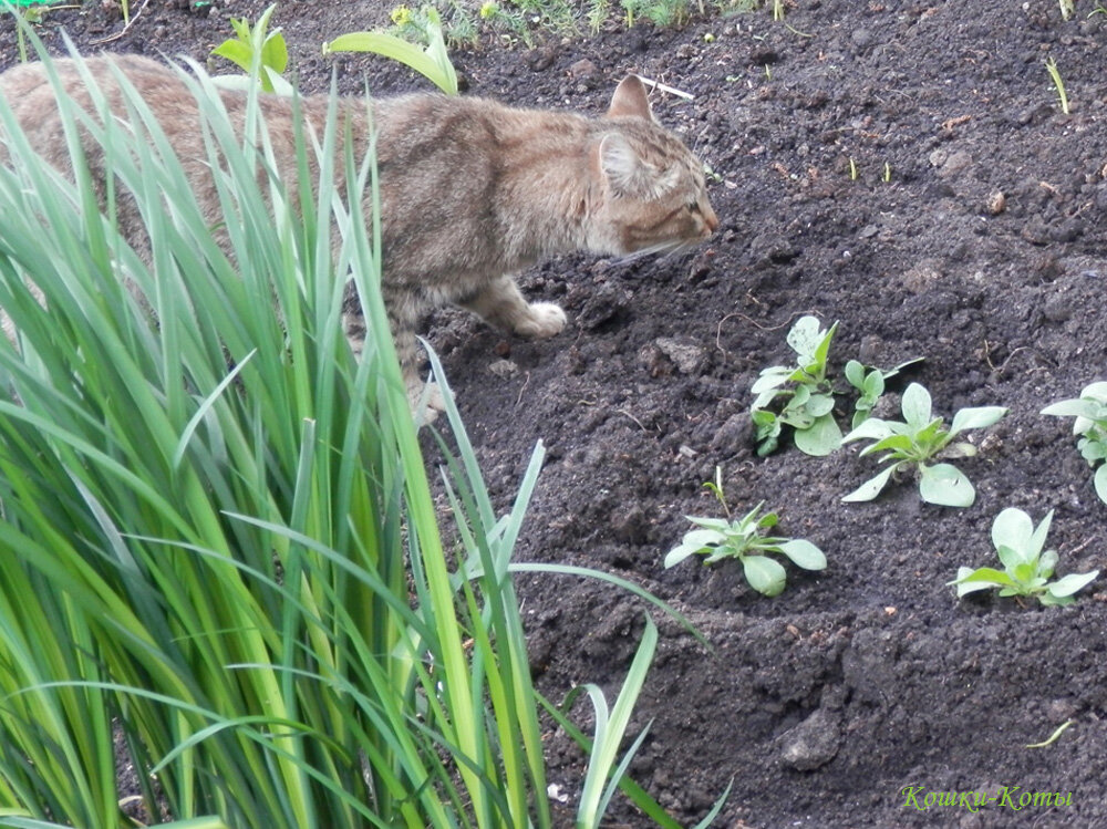 Кот-садовник.