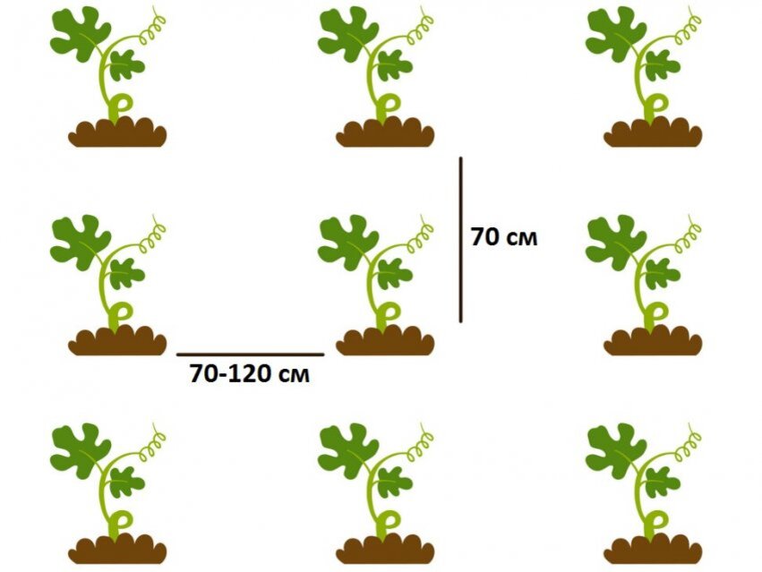 Кабачки на каком расстоянии сажать друг. Схема посадки рассады арбуза. Арбузы схема посадки в открытый грунт. Схема посадки арбузов рассадой в открытый грунт. Схема посадки арбузов и дынь в открытом грунте.