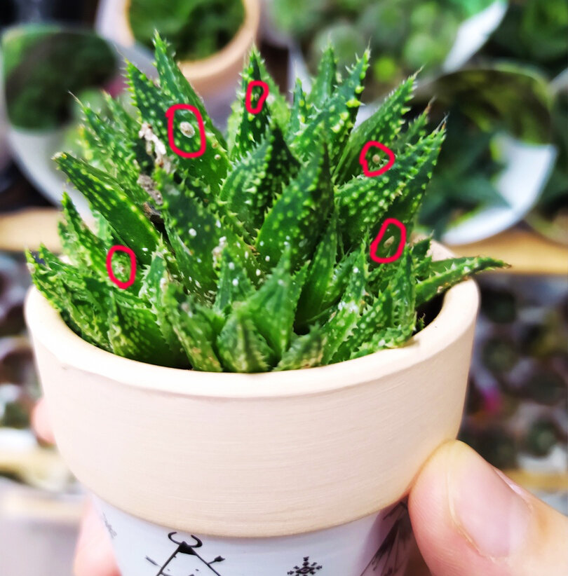  Щитовка. Фото растения из магазина 