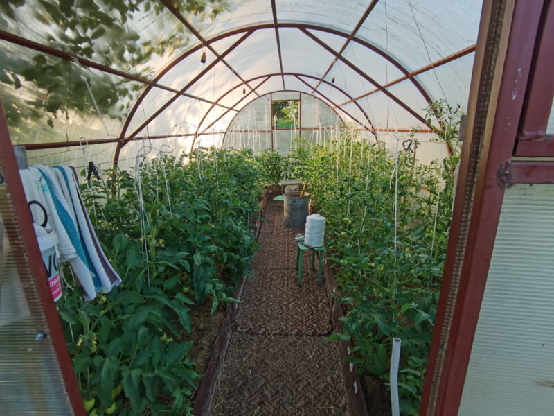 Как подвязывать томаты