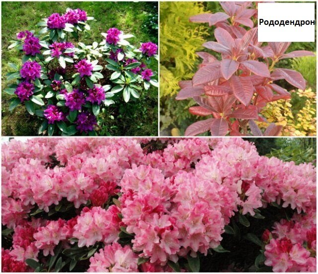 
Идеальное место для этого растения – полутень, но и в глубокой тени рододендрон способен весной украсить сад пышным цветением. А осенью листва "переодевается" в золотистый и багряный наряд и делает цветник еще более красочным.