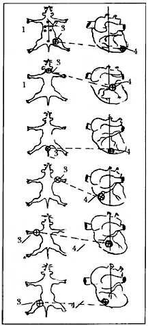 Рис.1. Топографическая сопряжённость мест окклюзии периферических артерий с локальными участками сердца. 1 - поза фиксации крысы в эксперименте; 2 - схема расположения электродов электрокардиографа; 3 - место перевязки артерии; 4 - сопряжение мест перевязки артерии с местом патологии на поверхности сердца