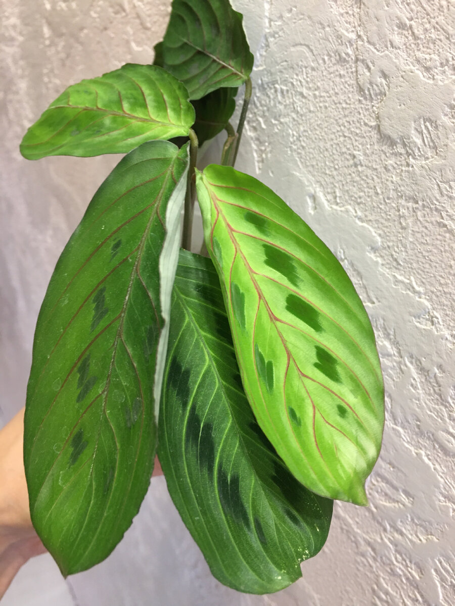 Калатея (Calathea)