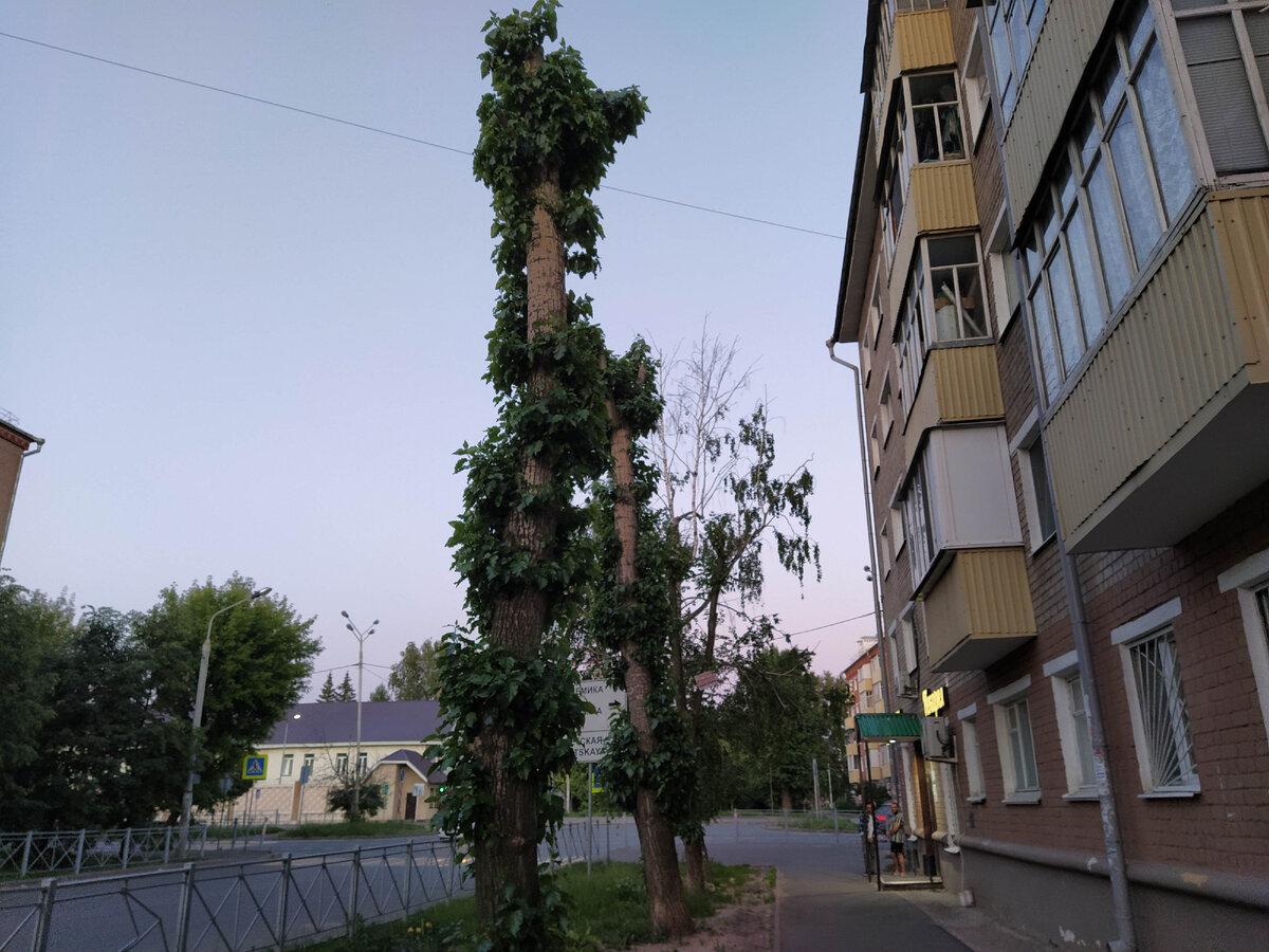 Разве это деревья