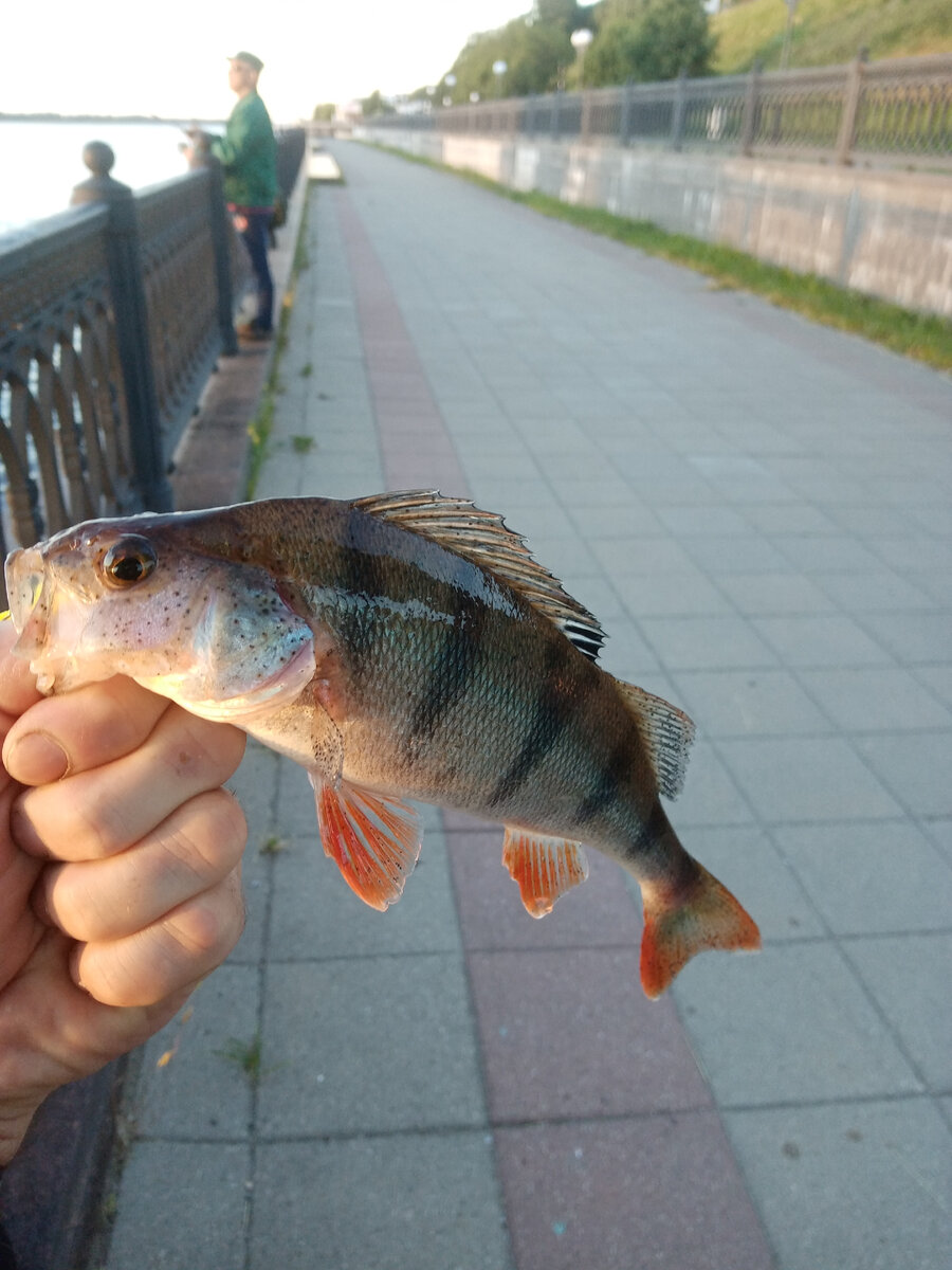 С клевом сегодня плохо, но от нуля ушел! этот самый крупный за сегодня! ))))