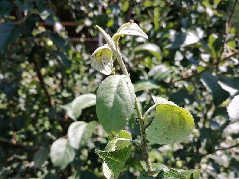 Тля на веточке яблони