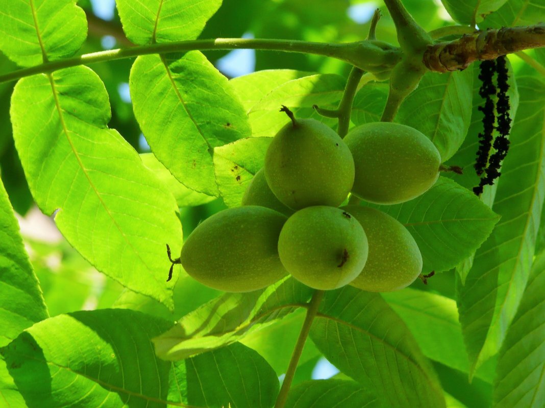 Орех дерево. Орех маньчжурский (Juglans mandshurica). Орех маньчжурский (Juglans nigra l.). Маньчжурский (думбейский) орех. Орех маньчжурский(Juglans mandshurica Maxim).