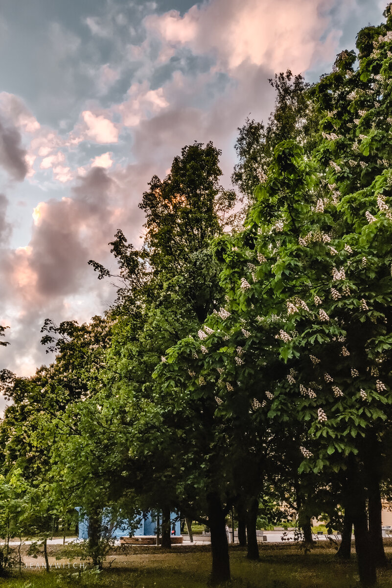 Каштаны ☺️🖤