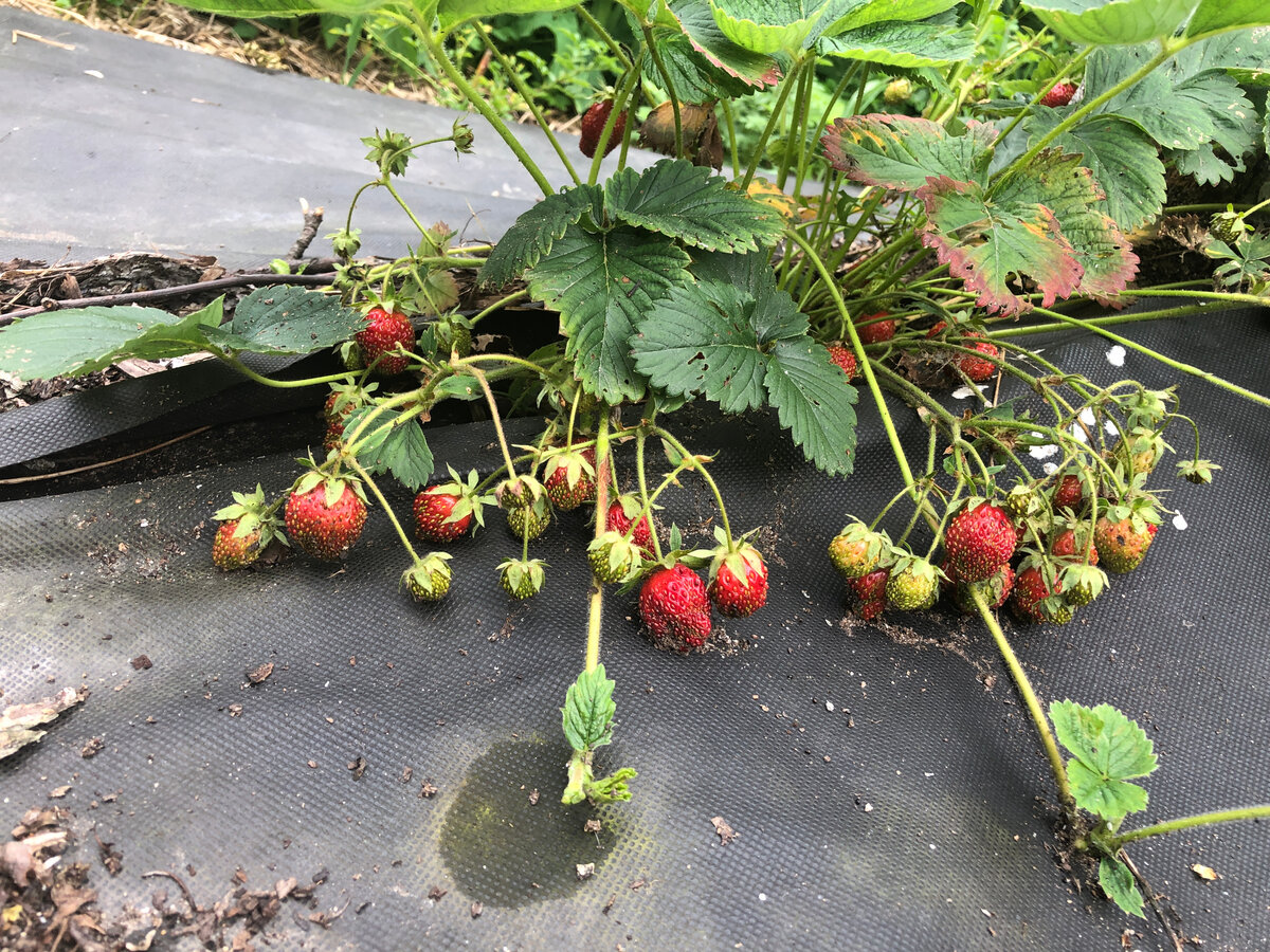 А тут уже сам примостился.