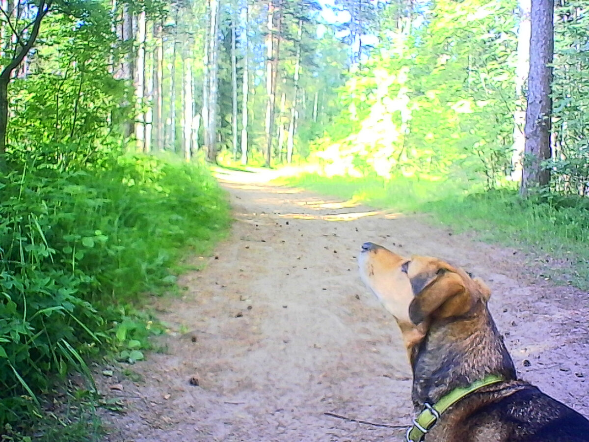 В поисках папоротника Орляк вместе с собакой ( фото автора).