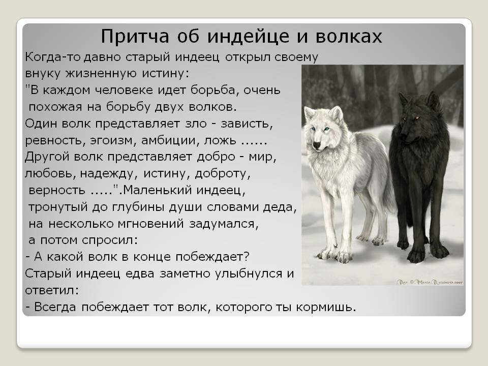 Пословица человек человеку волк. Притча о двух волках. Какого волка ты кормишь. Индейская притча о двух волках. Притча про Волков.